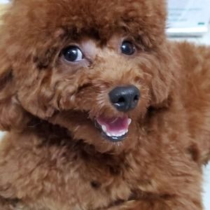 Meet your Posher, Hieu